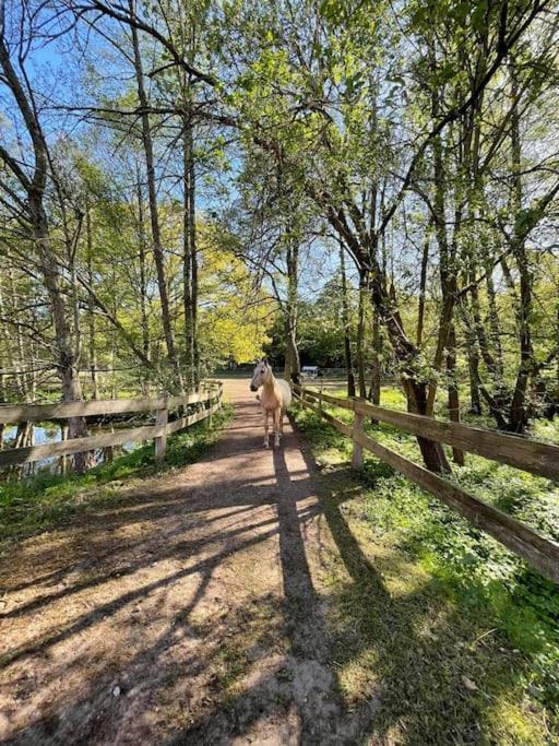 Pferdeparadies Untergruenhagen Bad Fallingbostel Exteriér fotografie